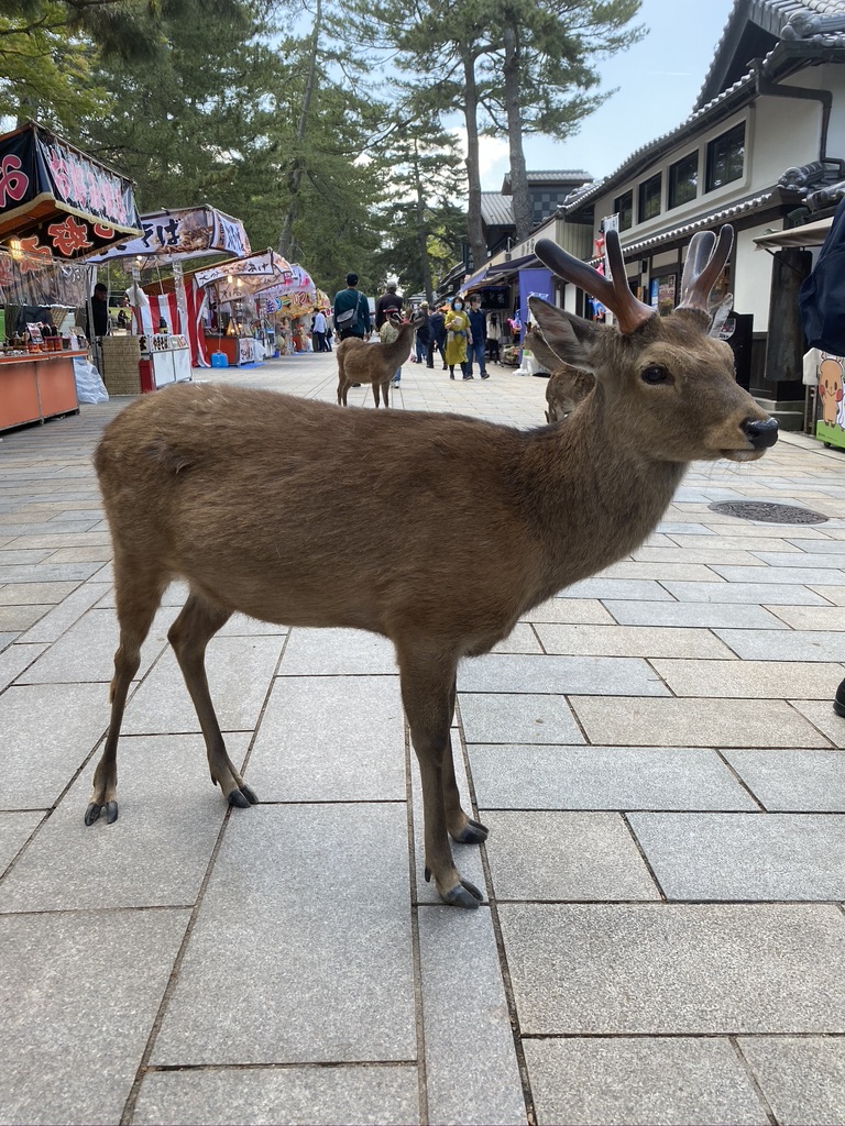 木彫りの小さな鹿 春日大社 奈良 - 通販 - casalgarcia.com.br